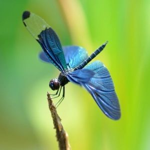 Meet your Posher, Whitney